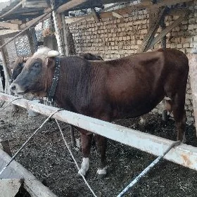 öküz