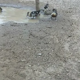 indautga juyje