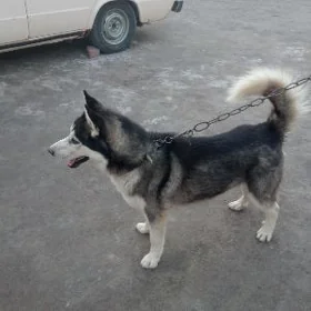 haski