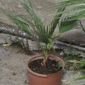 palma agajy