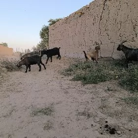 bicelen akdalar