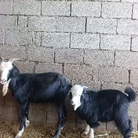 owlakly geçi