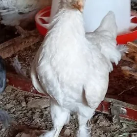 Towyk juyje kürkden cykan.