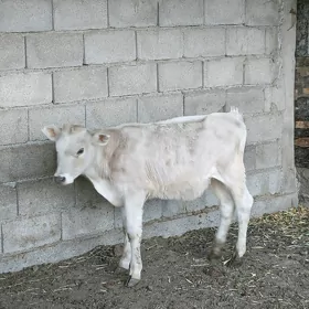 okuzçe