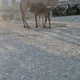 Düýe