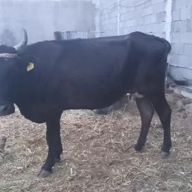 Sygyr