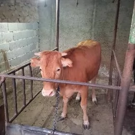 tüve