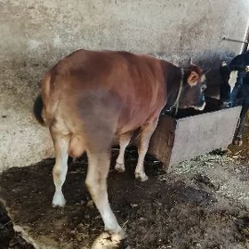 öküz