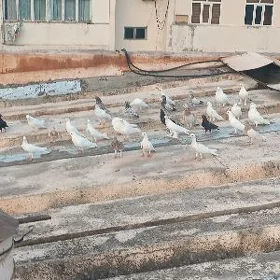 kepderi