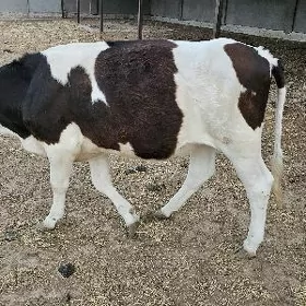 sygyr