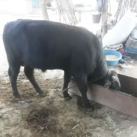 ÖKÜZ