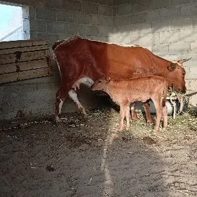 gölgeli sygyr