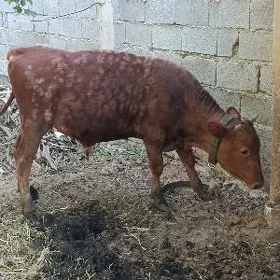 ökuz
