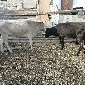 1 tuwe 1 okuz