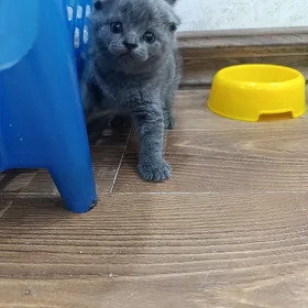 британские котята