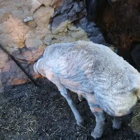 Goç