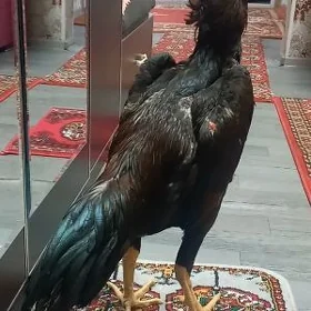 САМАРКАНТ ЖУЖЕ
