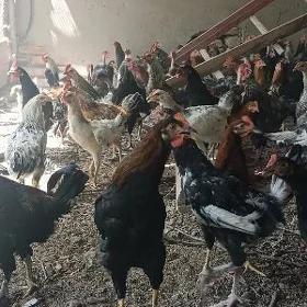 6 aylyk juyjeler sany 350