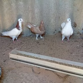 Kepderi
