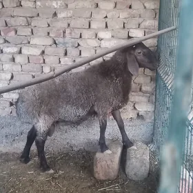 goç