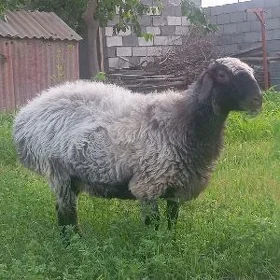 goyun geci