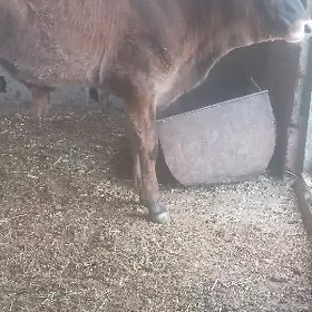 okuzce