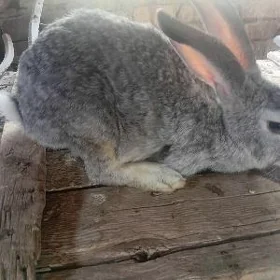 tawșan
