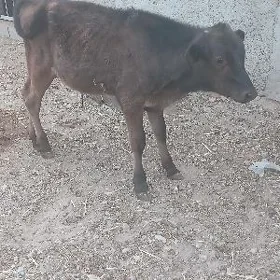 okuzce