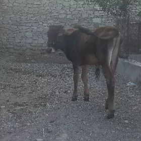 okuzce