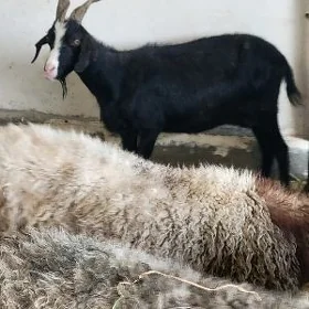 gysyr geçi