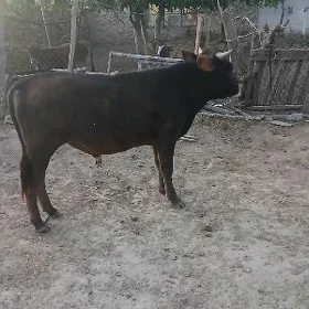 ÖKÛZ