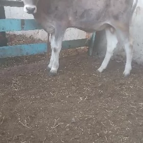 okuzce
