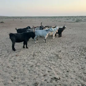 Goyn Geçi.
