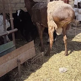 Arassa gisar goc