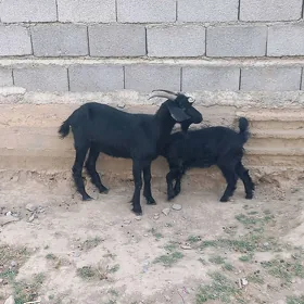 Owlakly geçi