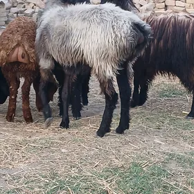 Öweç goýun