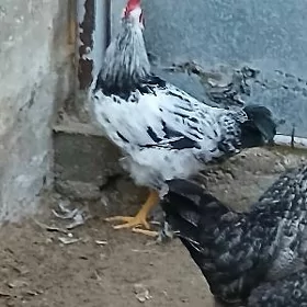 Horaz