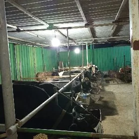 bakylan mallar