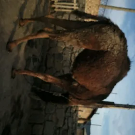 Ogşyk