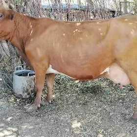 Goleli sygyr suytli