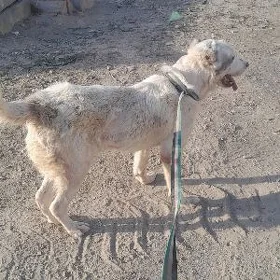 Gujikler