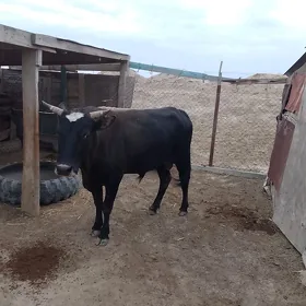 öküz