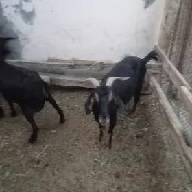 geci erkec