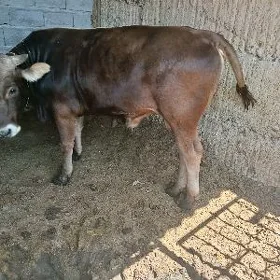 Öküz