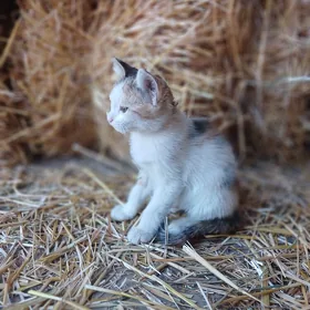 Pisijikler Котята