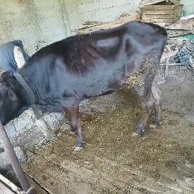 Gysyr sygyr