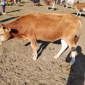 Satlyk Mal