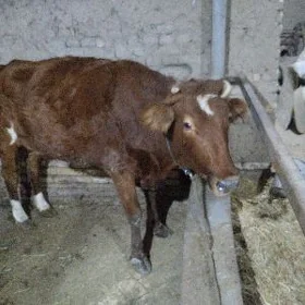 Baklyk sygyr