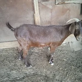 Geçi bakylan