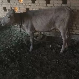 Gulajyn göle